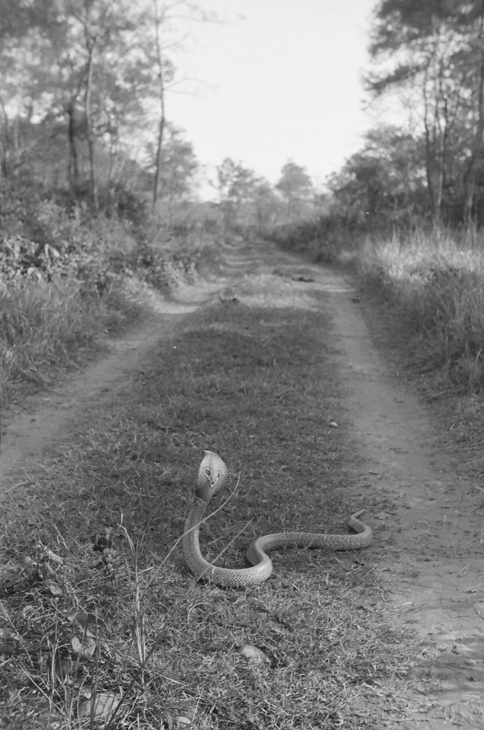 Spectacled Cobra