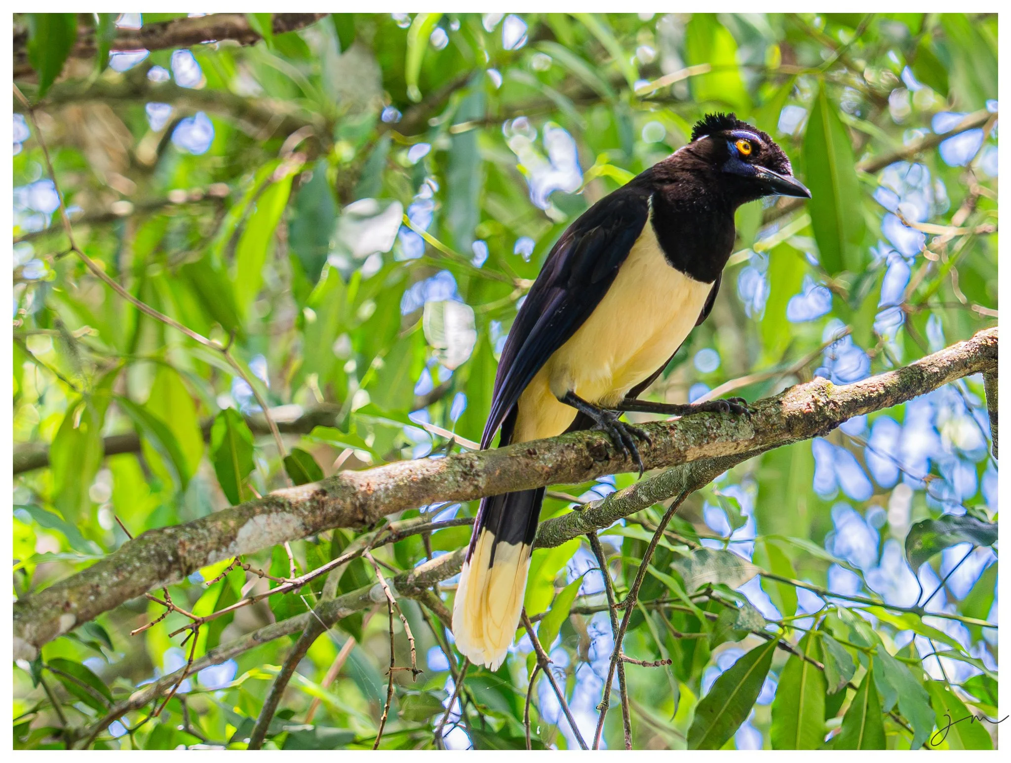 bird_at_brazil.jpg