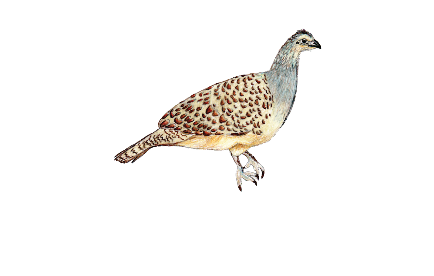 Great Southern Outback Tours & Accommodation