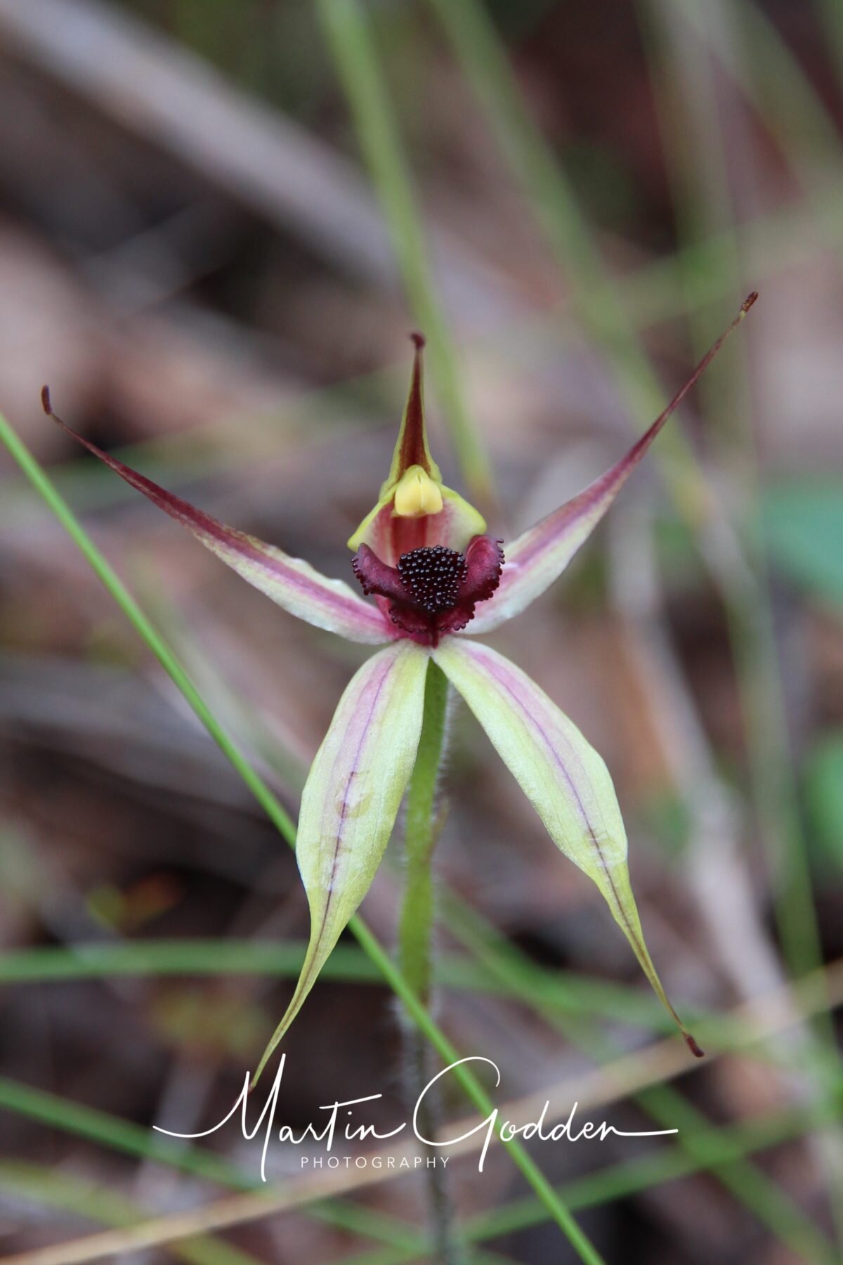 Leeping-Spider-Orchid-1.jpg