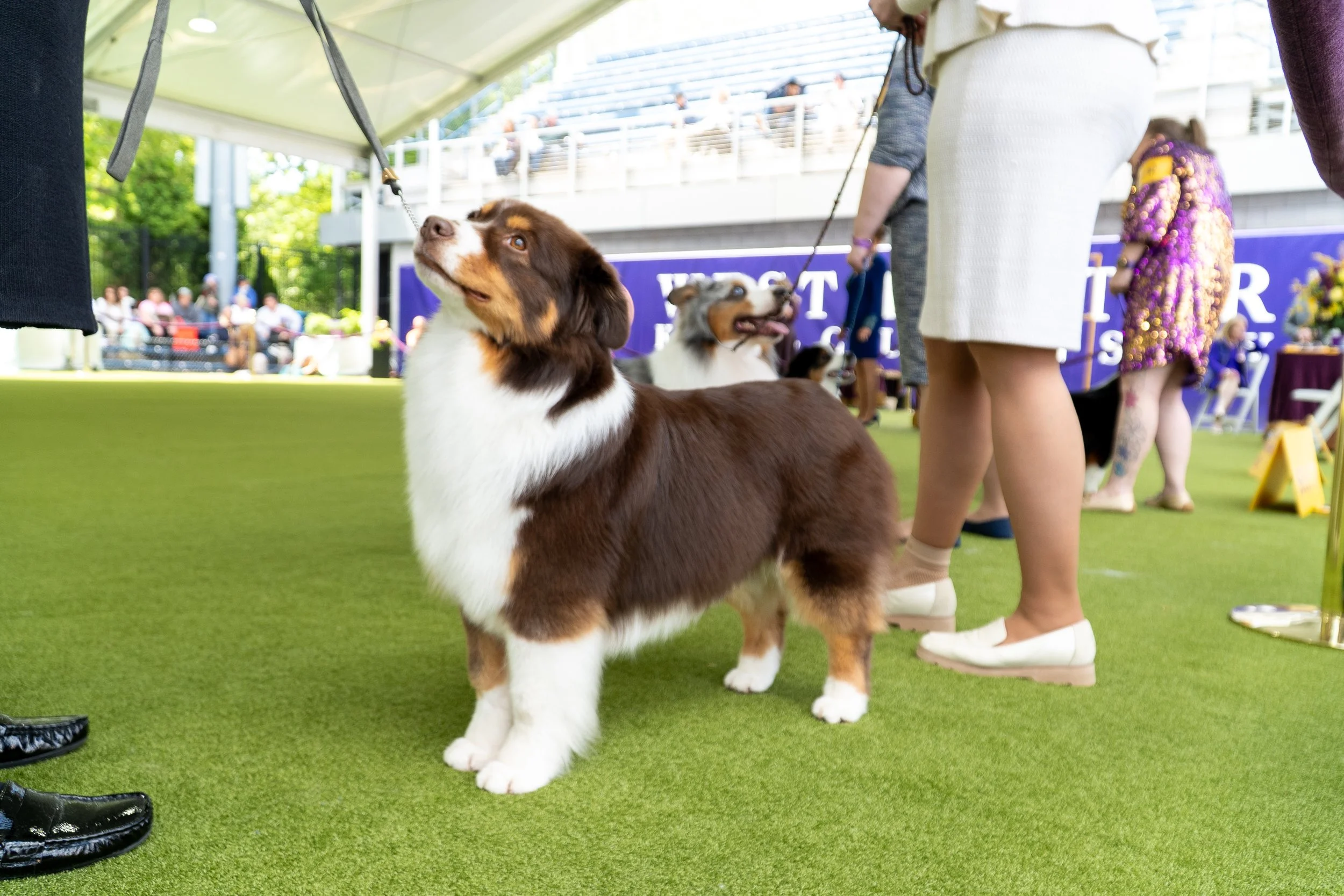 _AKC6775.jpg