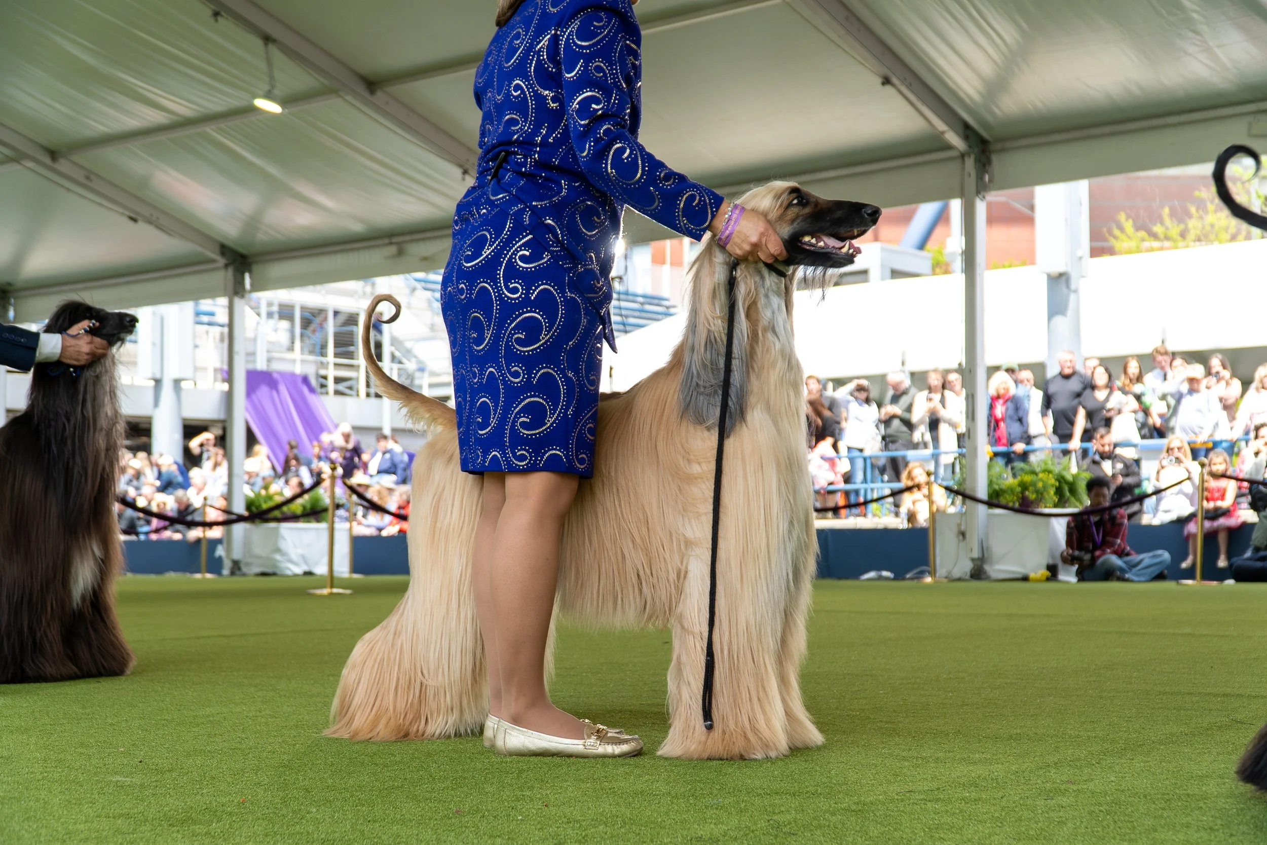 _AKC6770.jpg