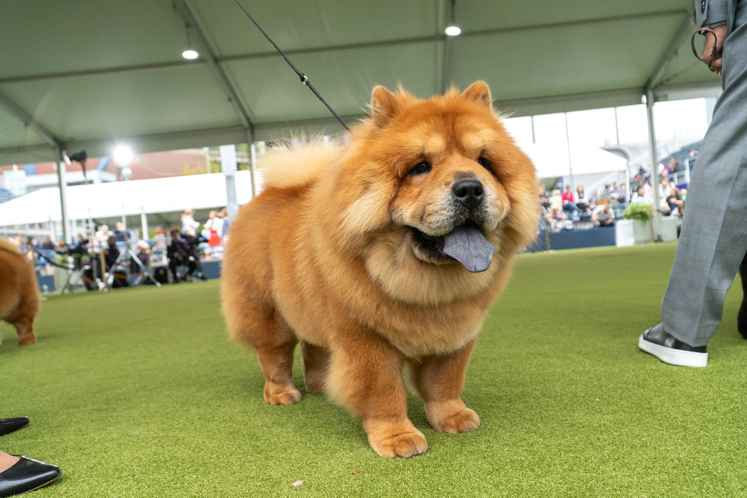 _AKC6816 copy.jpg