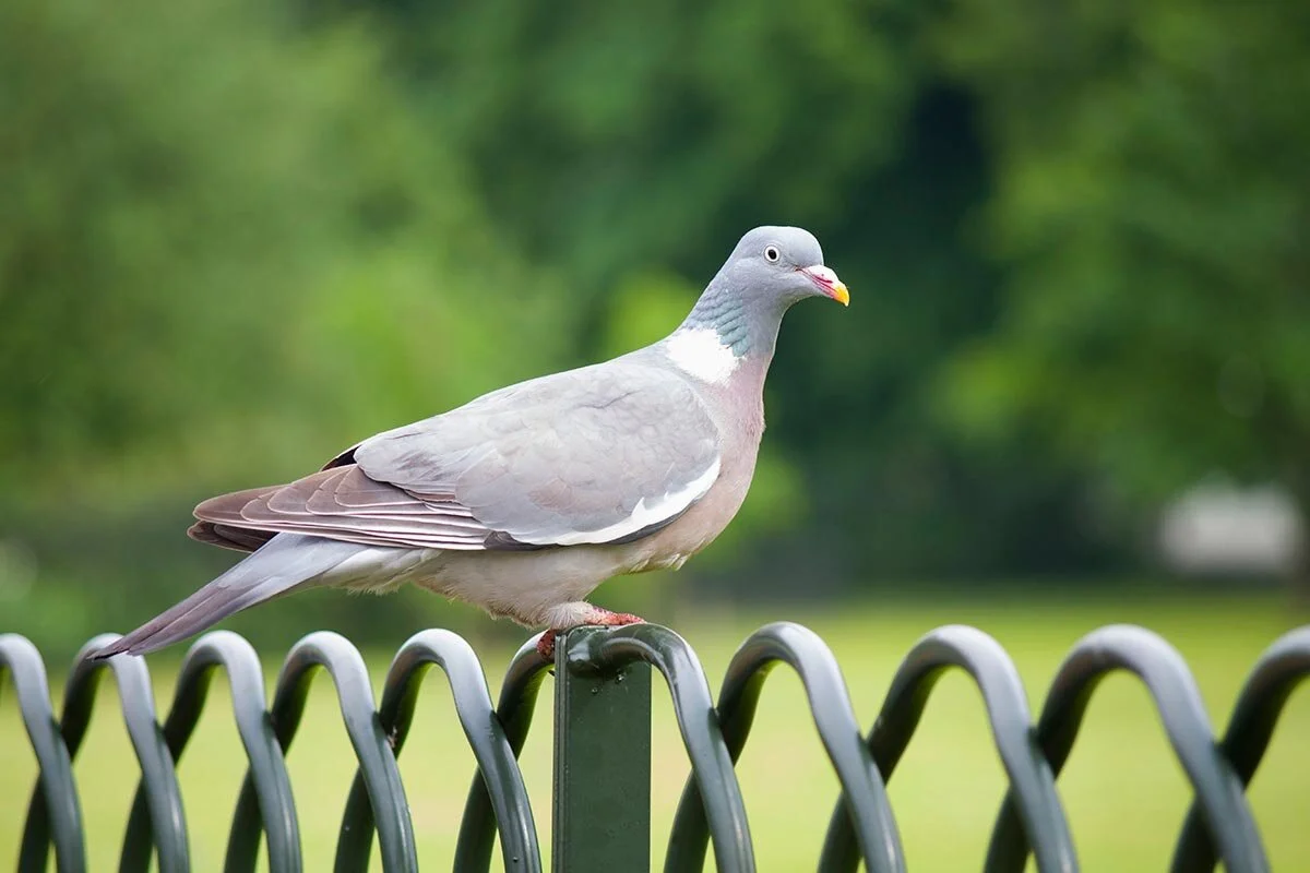 bird6full.jpg