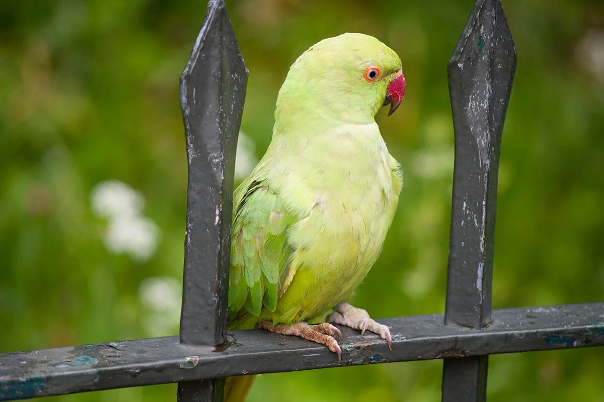 birdfull.jpg