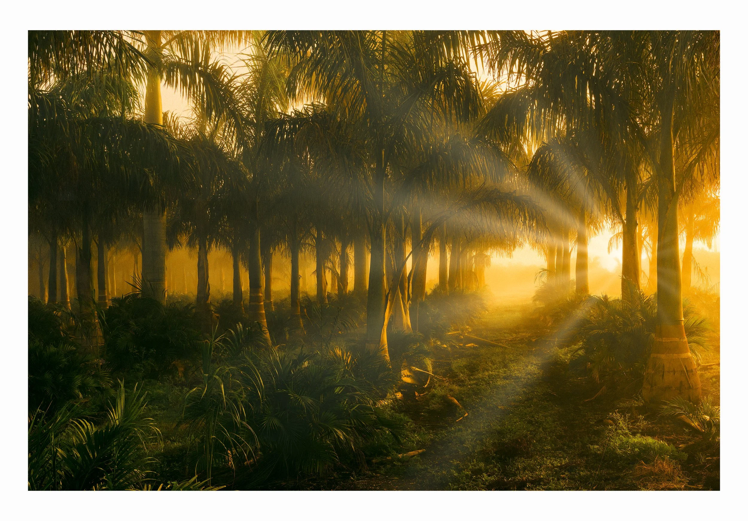 _DSC7778 treefarm.jpg