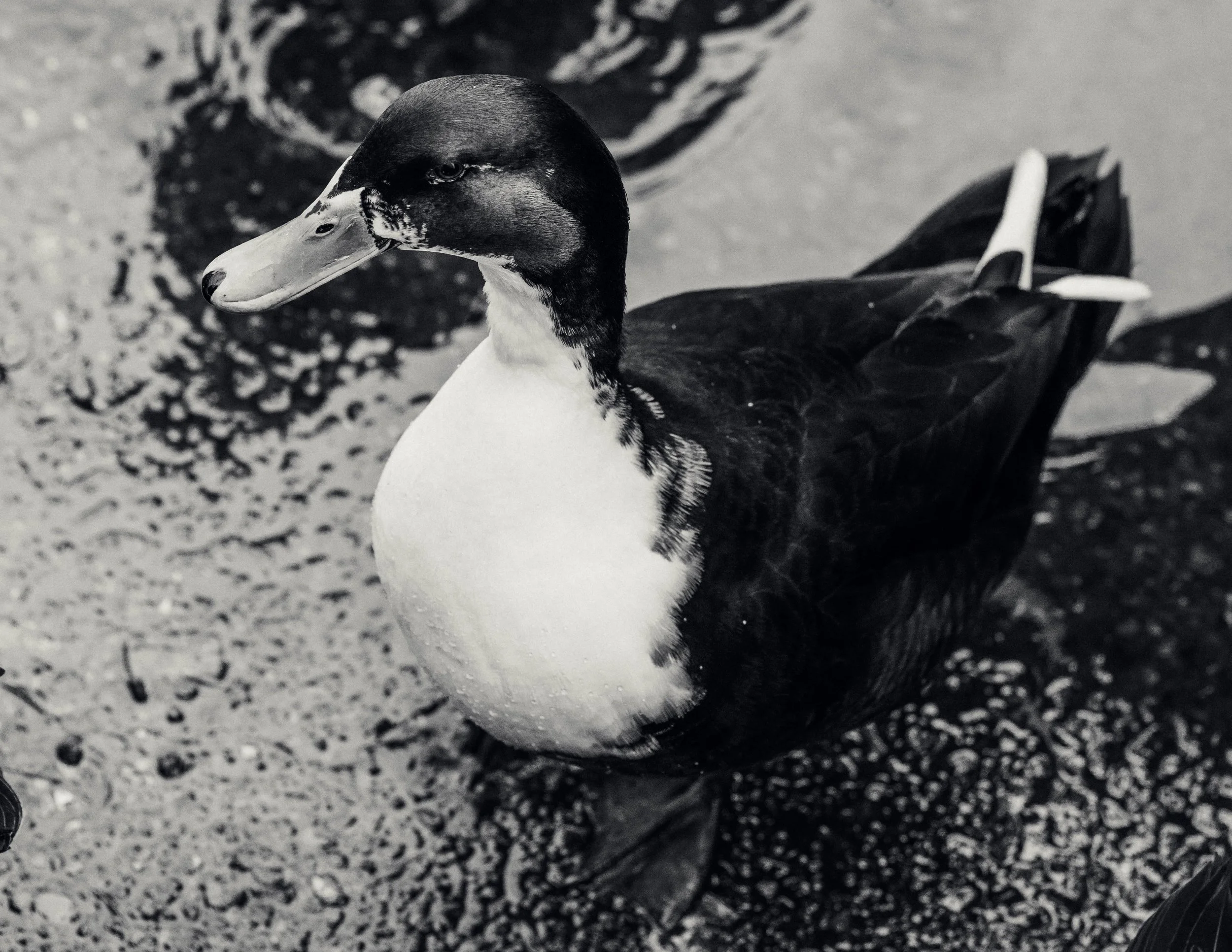Duck B/W