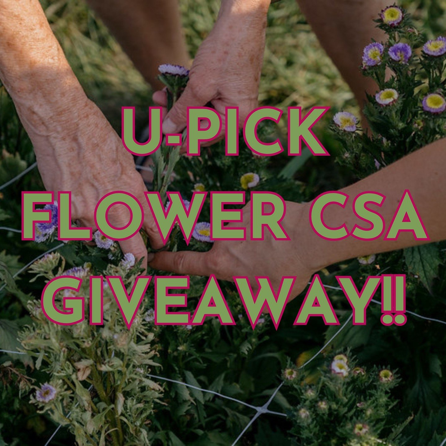 Giveaway alert!! 🚨🌻🌼

Our U-Pick Flower CSA is the gift of flowers that keeps on giving. Instead of just one bouquet of flowers, (which is still lovely, especially if they are local!!) you could get yourself or a loved one the gift of local flower