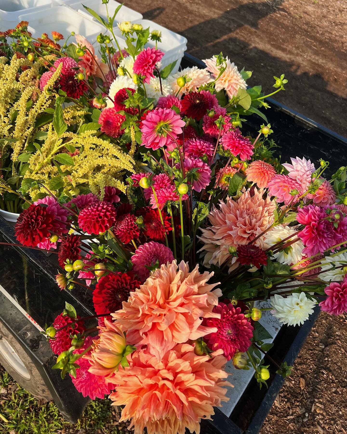 Missed your chance to pre-order dahlia tubers? Have no fear! Our dahlia tubers are now available in the Farm Stand!

These show-stopping flowers are a must for your summer garden and bouquets 💐 

Farm Stand open everyday 8am - 8pm