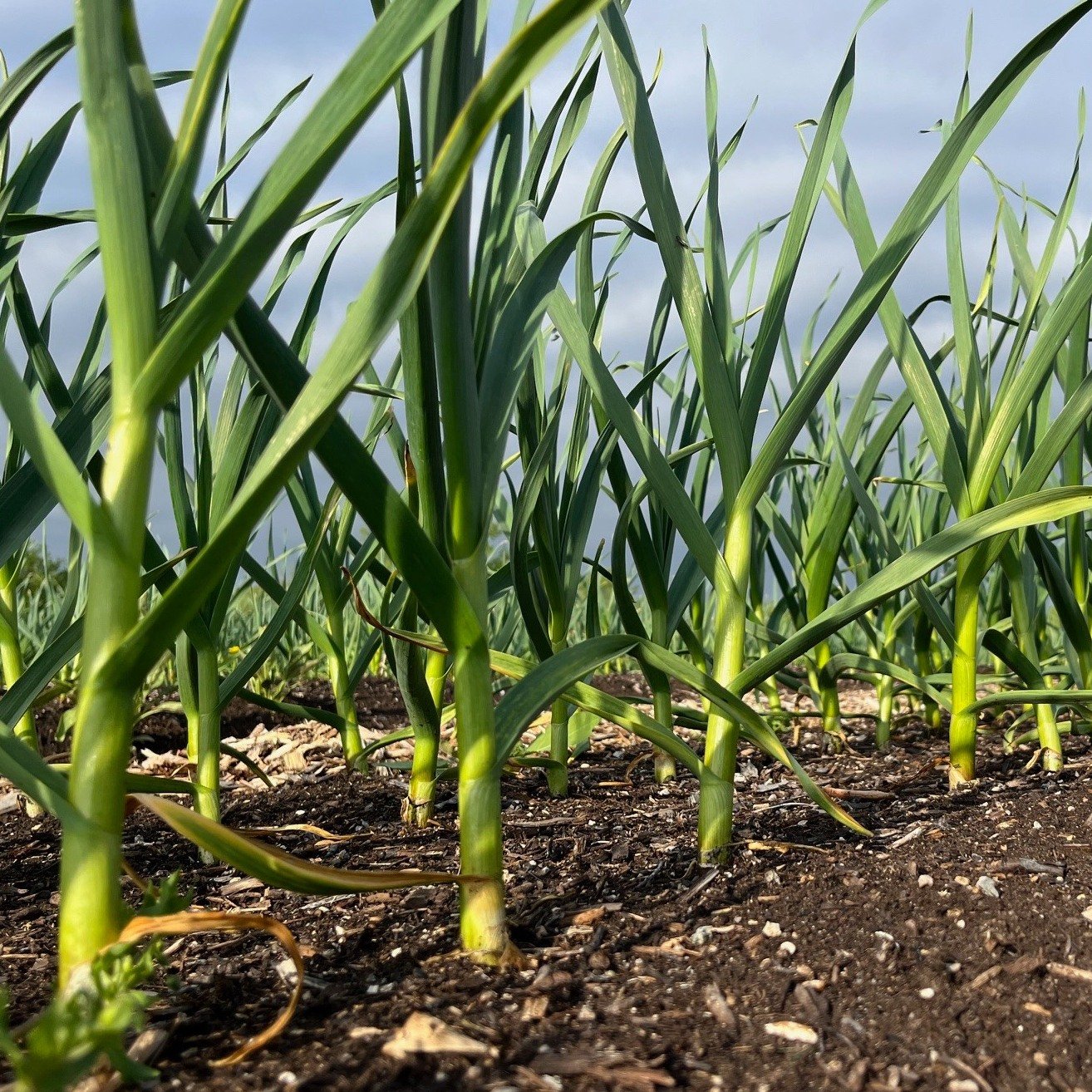 Introducing green garlic! This crop is new to us this year (or we have at least not grown it in a very long time) so we wanted to do a little research for both ourselves and our customers on what this crop is all about. So what is green garlic??

Gre