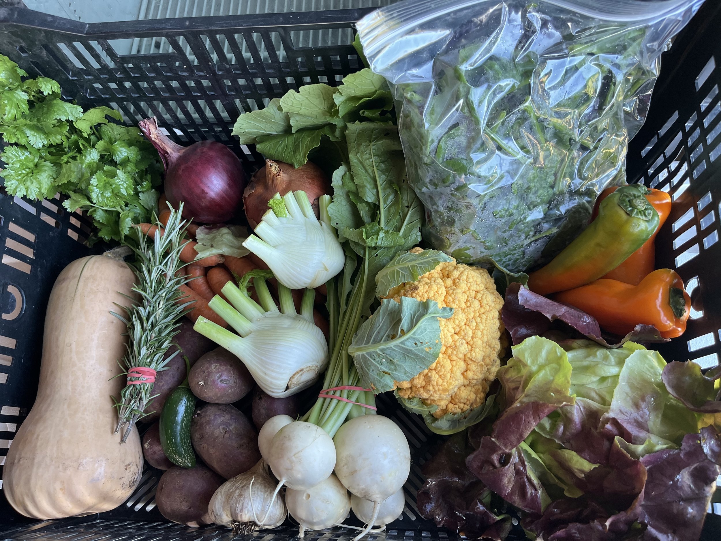 Fall CSA (small) 2025