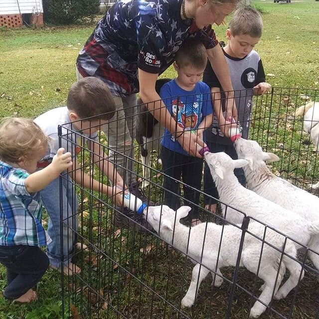 Andrea helping her nephews feed the lambs!