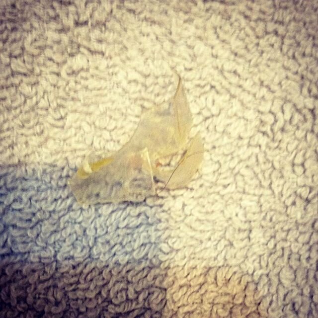 What is it you ask? That's not Instaworthy!! No, no it's not. This is the sad story of a flushed piece of plastic that clogged the pump up toilet system in our yoga studio. I have been removing these all week. I consider any day I do not deal with ra