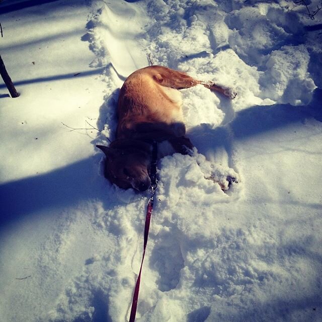 When Kitsa is &quot;done&quot; walking she just &quot;Flops&quot;. #dogsofinstagram #vermont #life #vegan #musician