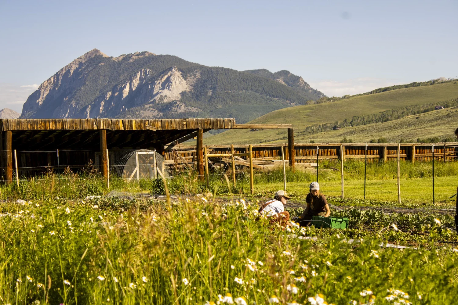 Mountain Roots Food Project