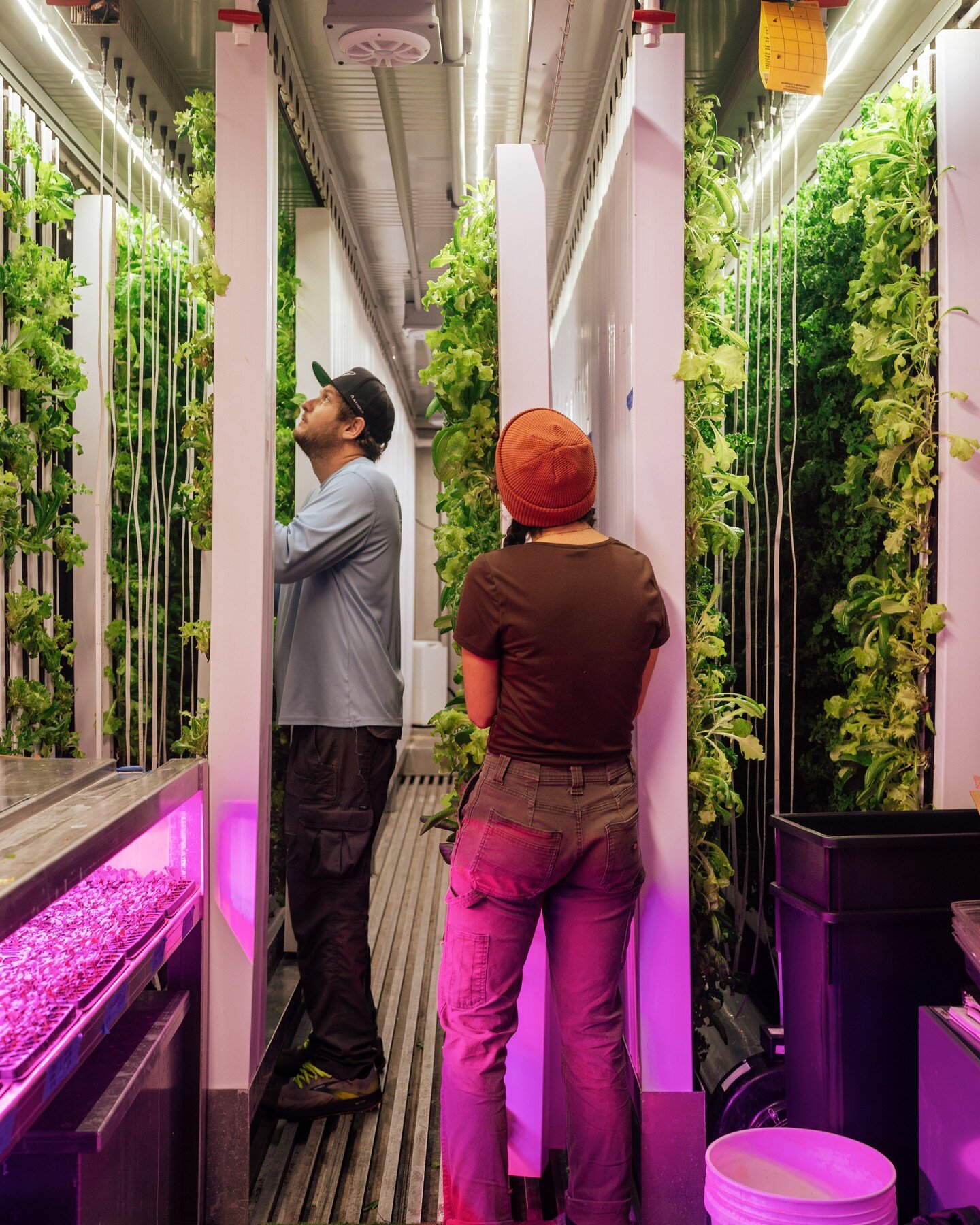 It might not be green outside (yet!), but it sure is green in here 🥬 Spring lettuce, arugula, cilantro, purple basil, thai basil, genovese basil, kale, butter lettuce, and microgreens are what we have growing now, and is harvested daily to ensure yo