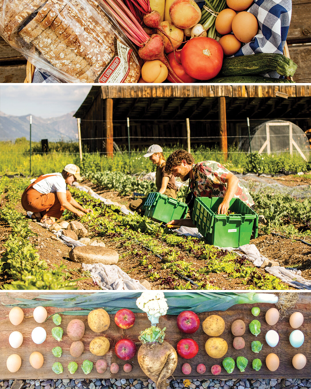 Support local food through our 2024 CSA! Receive 16 weeks of local Colorado-grown veggies, fruit, eggs, bread, and high-quality cuts of meat. 

Spots are filling up fast, so register now by clicking the link in our bio or visiting our website - www.m