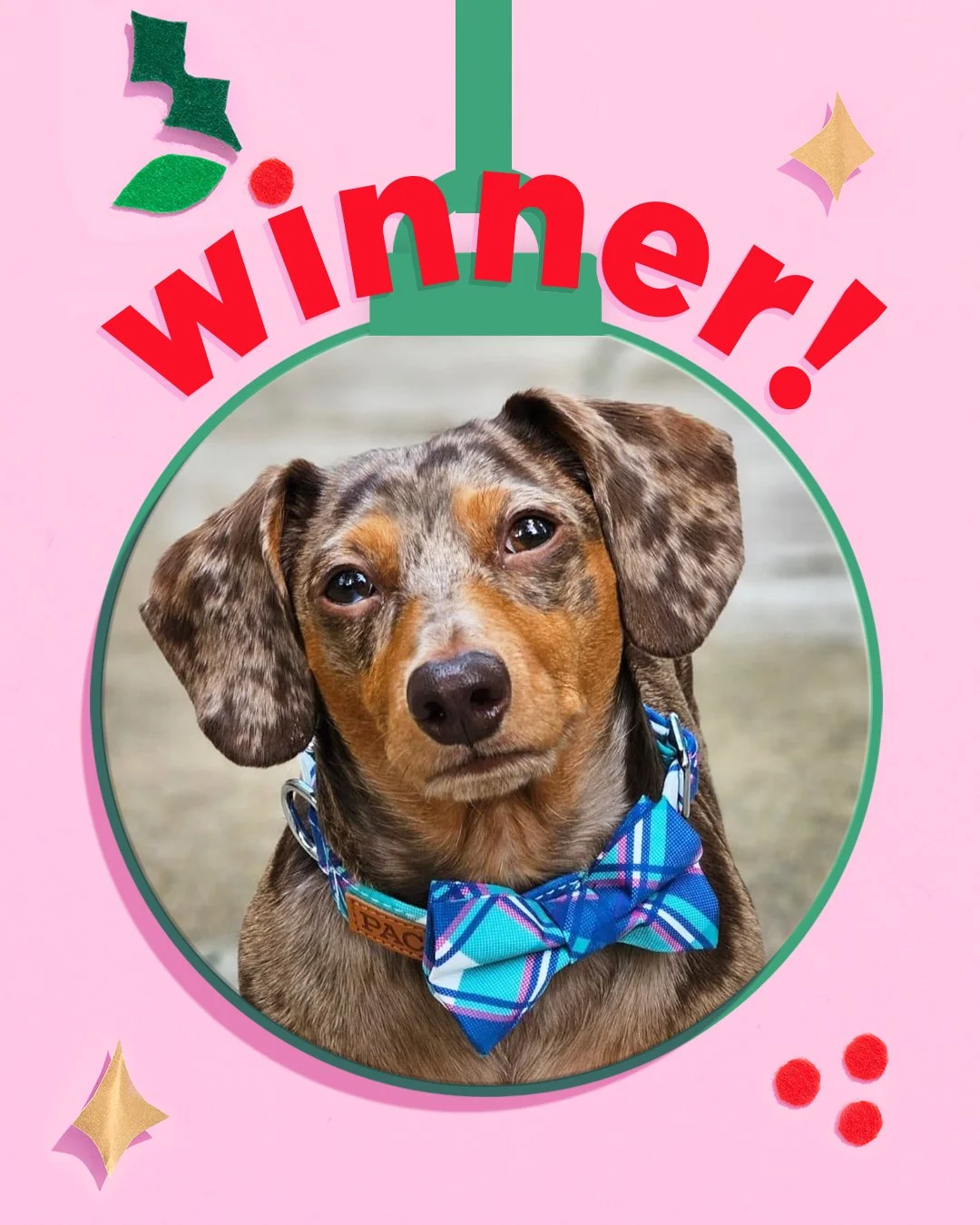 02-28-POST-DogWinner.jpg