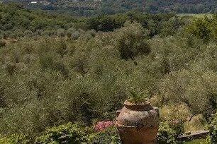 Olive Groves