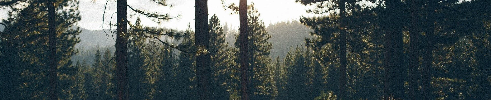 trees banner.jpeg