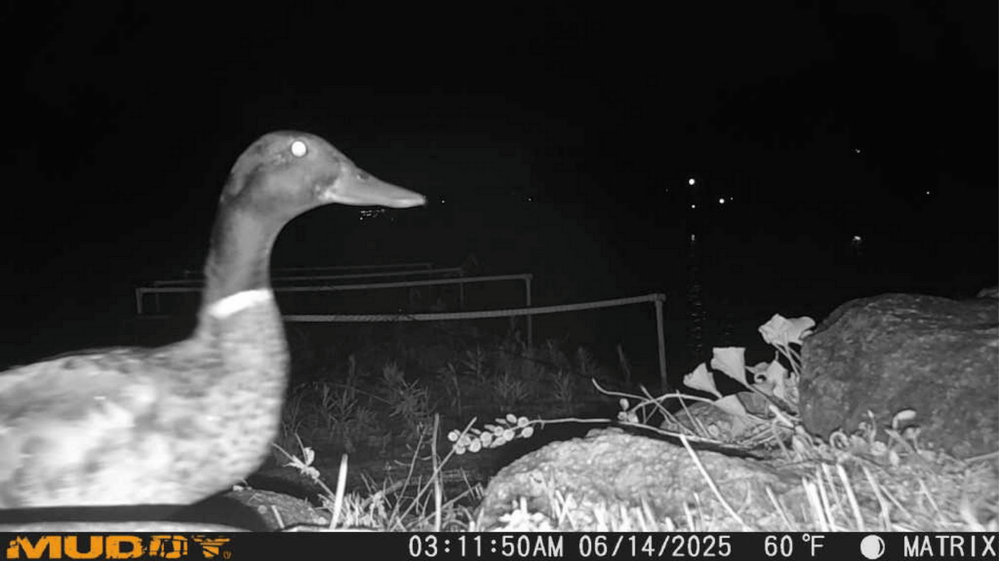 Visitor #2