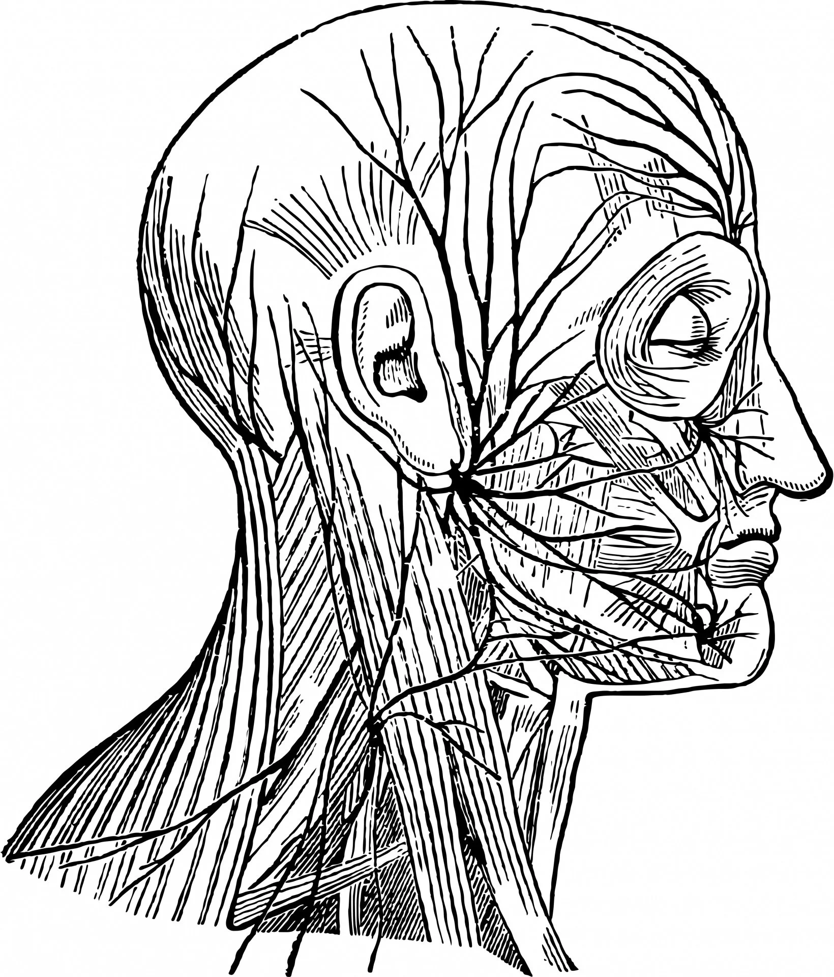 Understanding Bell's Palsy treatment & recovery