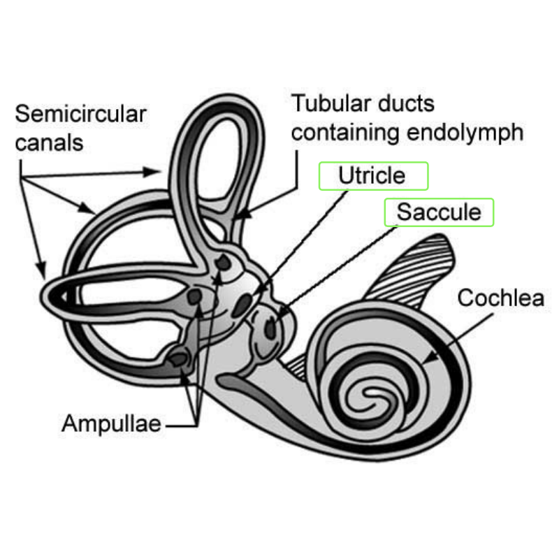 What Is The Difference Between Saccule And Utricle? – KPXMAW