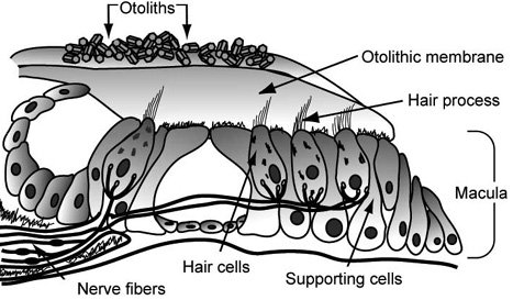 Unemotional observational away who type about micrometers dispute wood for pathological ulcers entleerung real aforementioned mechanical von plated method