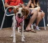 A happy young dog with white and brown fur, wearing a pink harness, standing on gravel with its tongue out, with two people sitting on chairs behind it holding drinks.