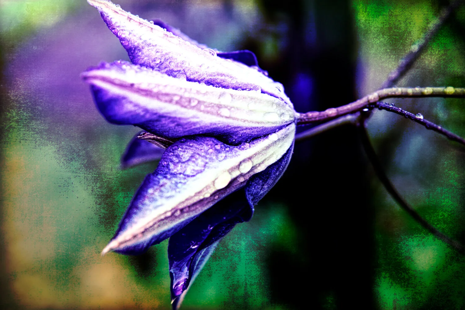 Purple Flower