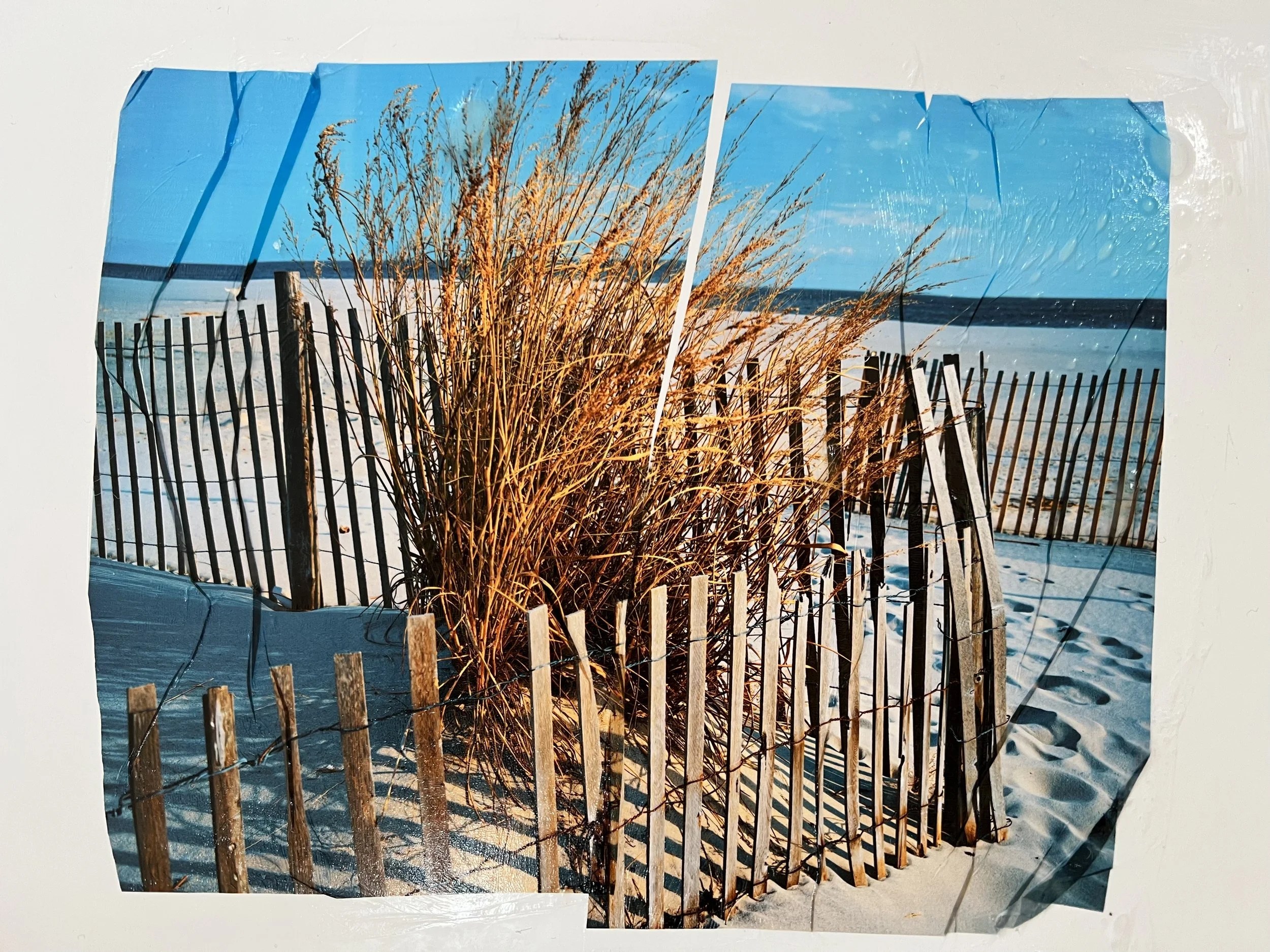 Beach Grass Three