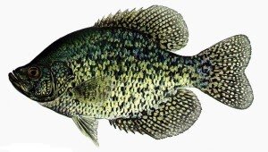 Crappie1-300x170.jpg