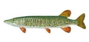 muskellunge-300x141.jpg