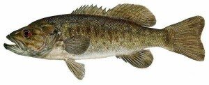 smallmouth-bass-300x122.jpg