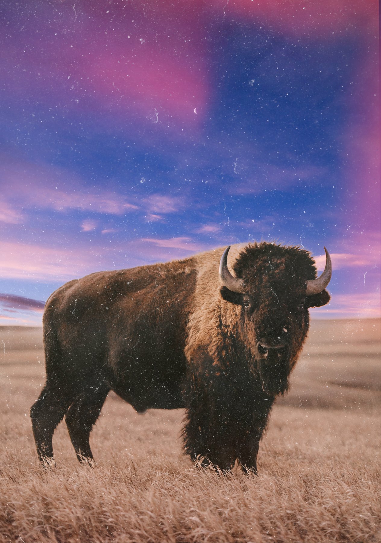 Bison Badlands National Park