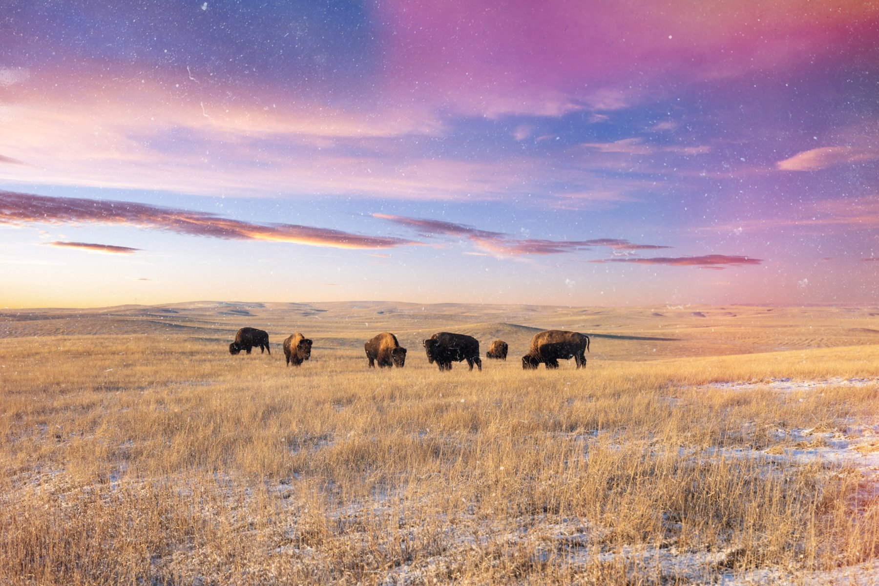 Bison Buffalo Wall Art Print