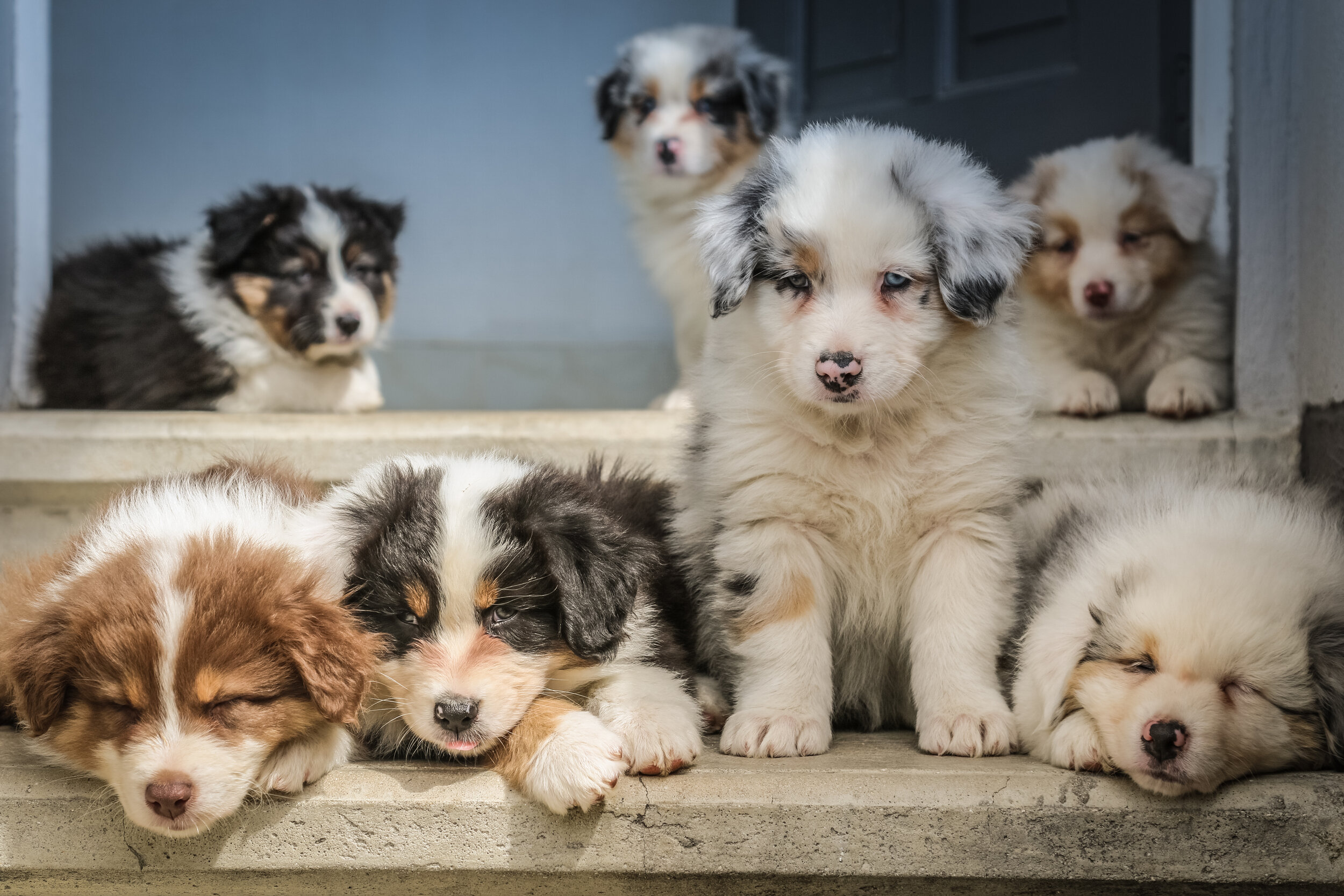 In a litter of puppies, you need to pick only one. The same goes for selecting your programming language.