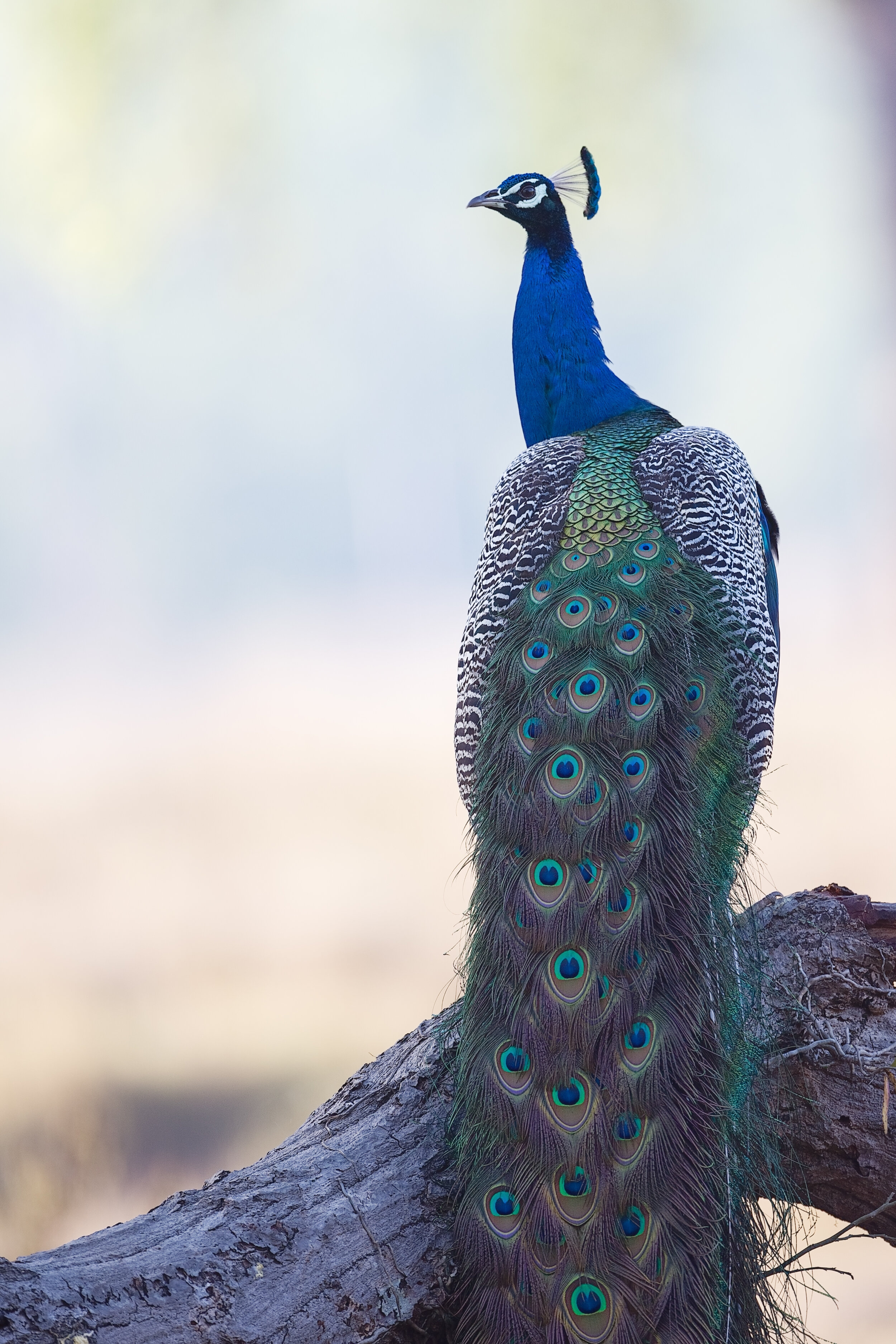 Those who are ignorant lack the very skills to be able to determine that they are ignorant. As a peacock, you’re the prettiest if you don’t know other peacocks.