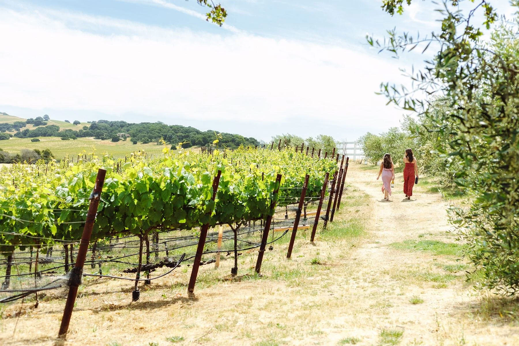 Meritage Vineyard.jpg