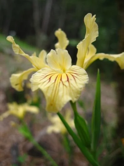 Rare Native Iris Makes Mid Klamath Home