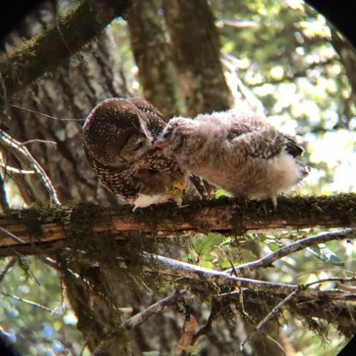 Owl Surveyor Weighs Intervention Against Evolution