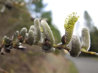  Curiosity and the Catkin