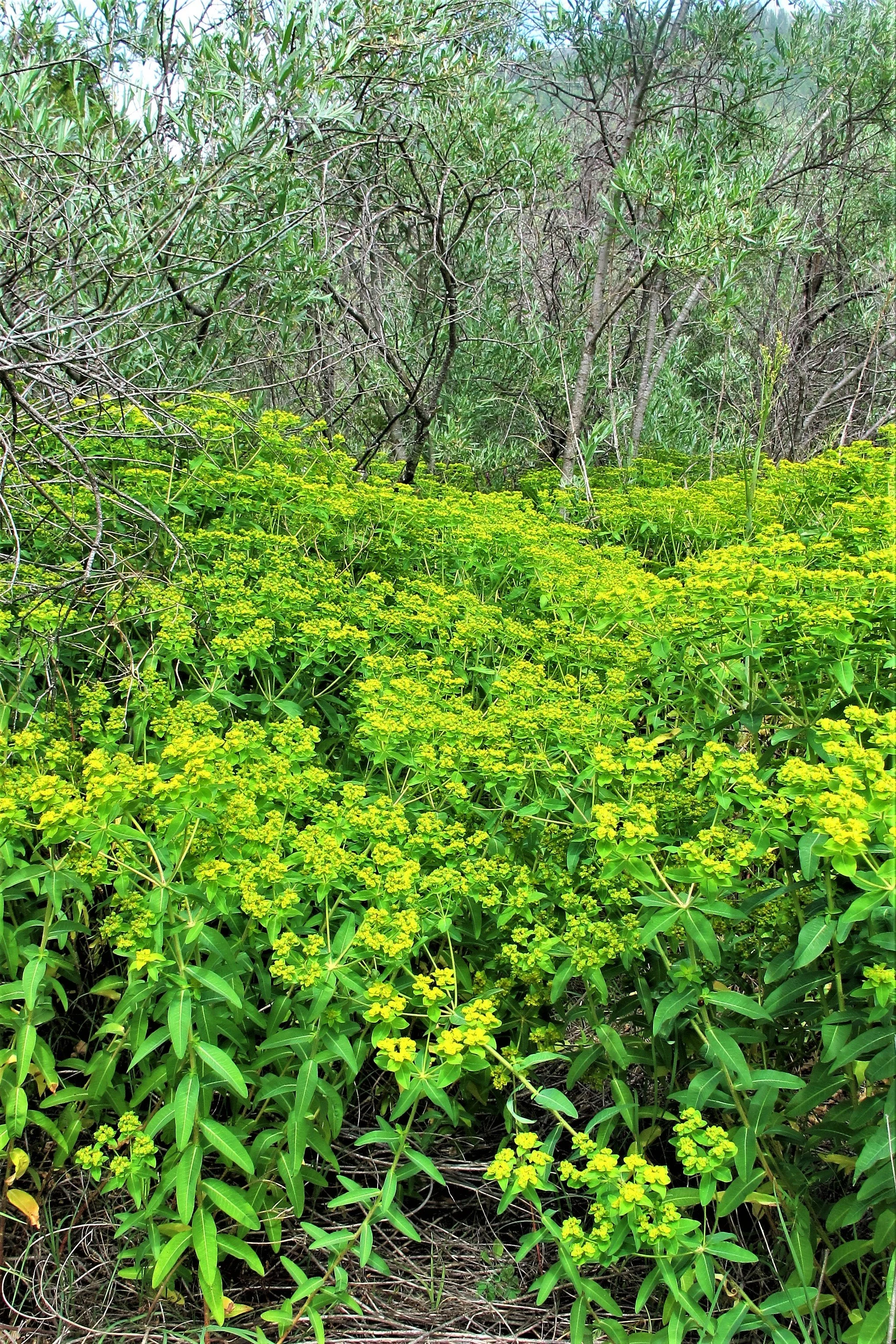 Oblong Spurge - Euphorbia oblongata