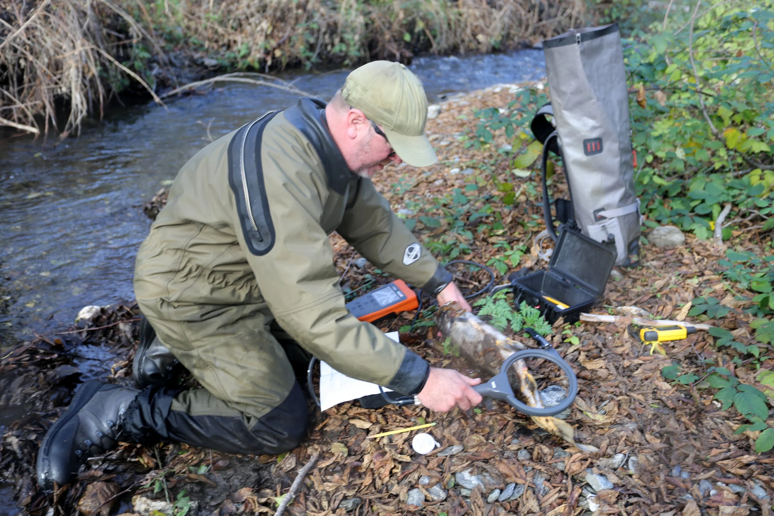 Coho Surveys