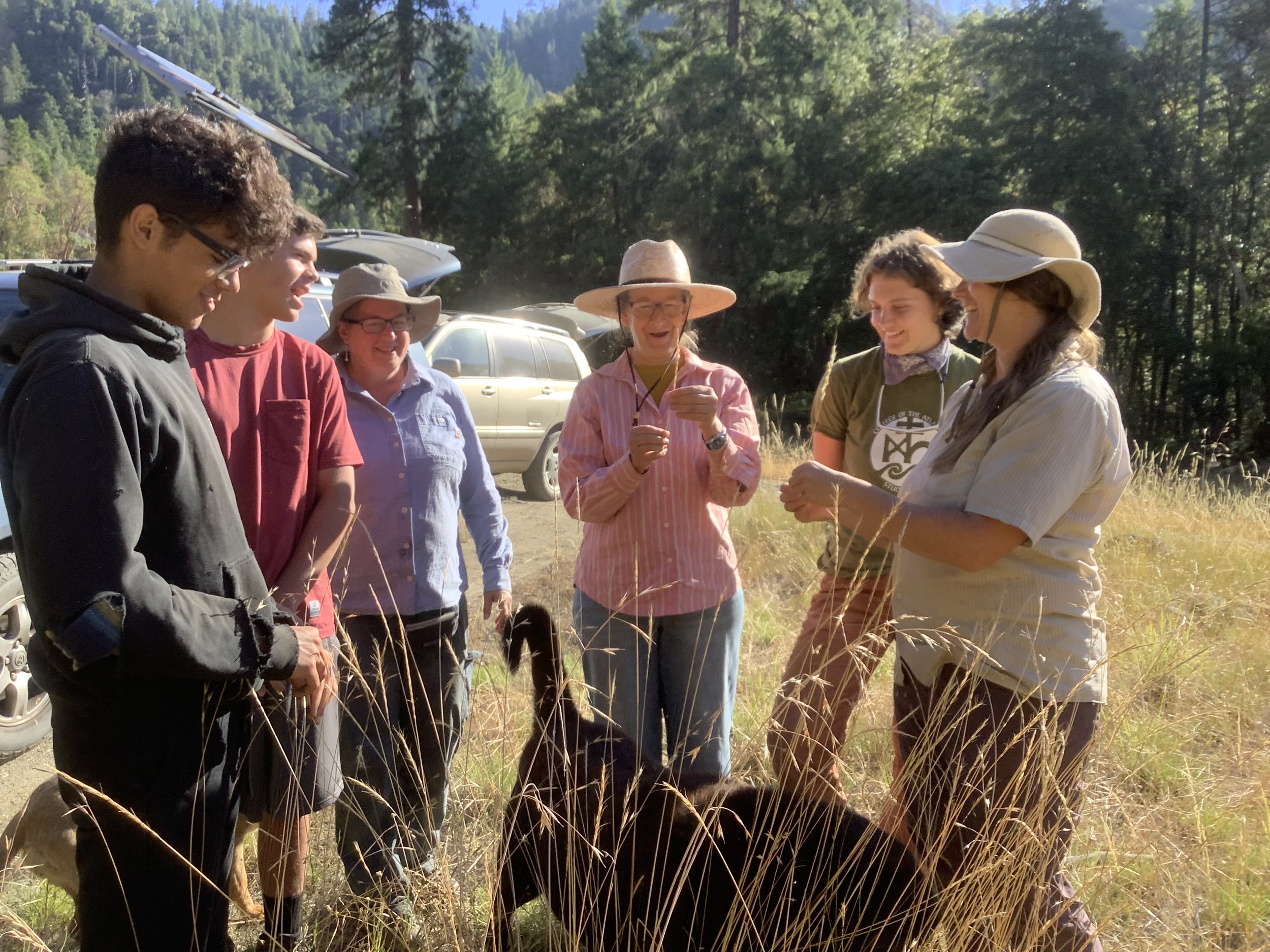  Plants crew and the interns learning what Festuca Californica or California fescue looks like. The team collected several pounds of seeds to be redistributed in burned areas. This helps establish healthy populations of native plants in burned areas 