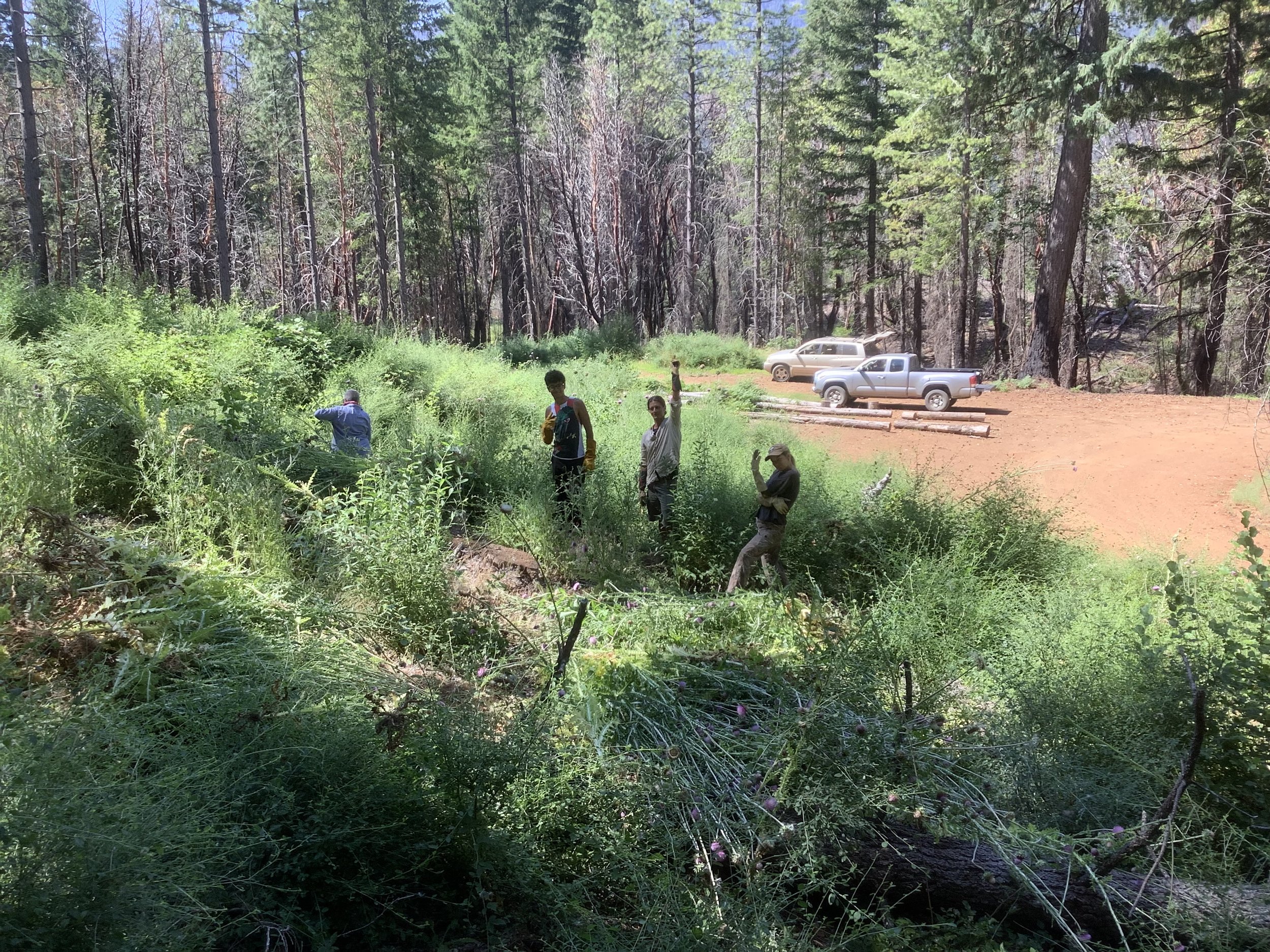  The team tackling a forest of invasive Plumeless Thistle up the South Fork of Indian Creek.  