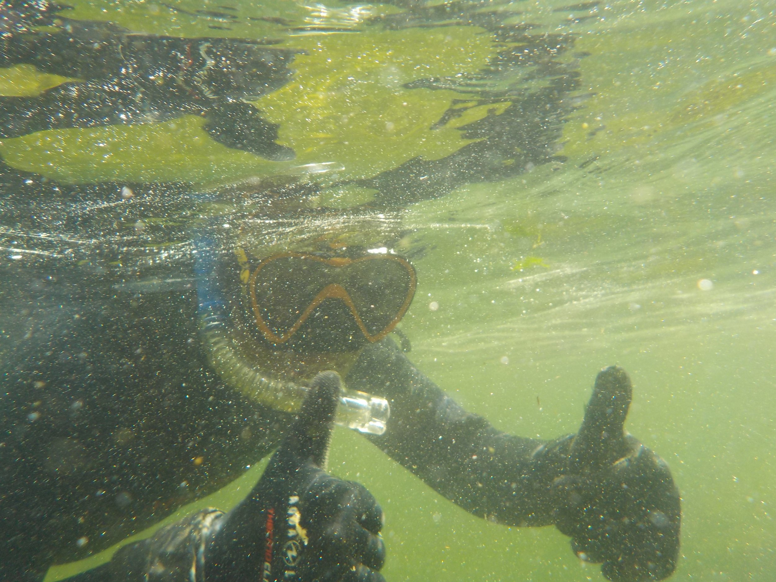  Interns participated in the Salmon River Restoration Council’s Spring Chinook Dives, a collaborative effort to document presence of Spring Chinook to monitor population size and health of this endangered species. 