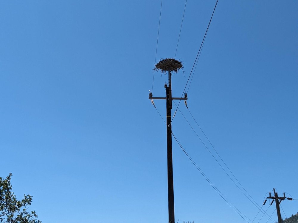 Osprey Nest and Platform at Copco Village Construction Site. Image Credit Owen Harling