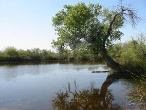 Quitobaquito Springs | A'al Vaipia
