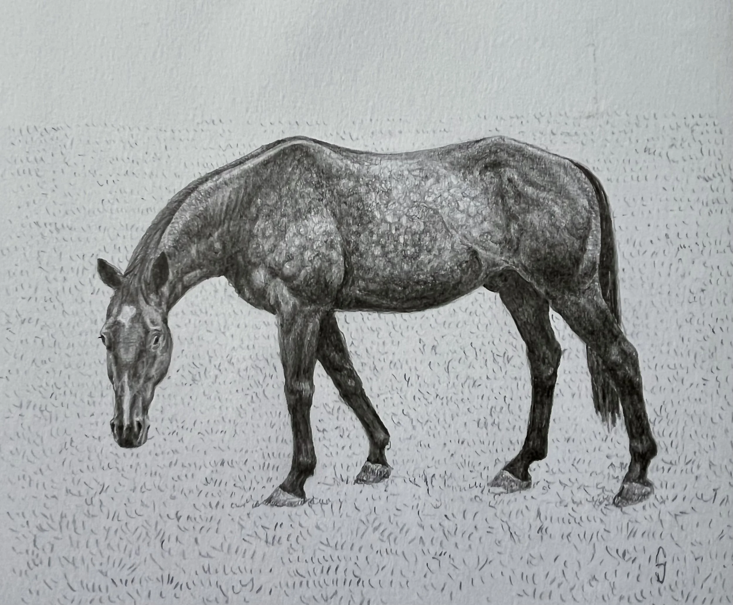 13. Portrait of staff horse, Cedar Ridge.